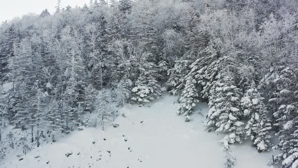 Winter Forest Nature Snow and Frost Covered Conifers Alpine Landscape alt