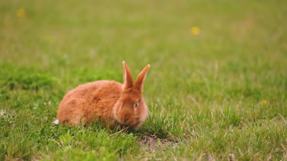 Rabbit Grazing on the Lawn