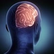 Human Brain Atlas Brain Right Hemisphere - VideoHive Item for Sale