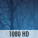Dark Foggy Forest 1 (2-Pack) - VideoHive Item for Sale