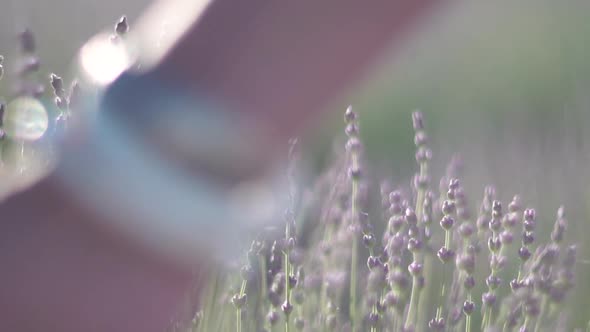 Young Woman with Long Hair Gently Caress Lavender Bushes with Hand alt