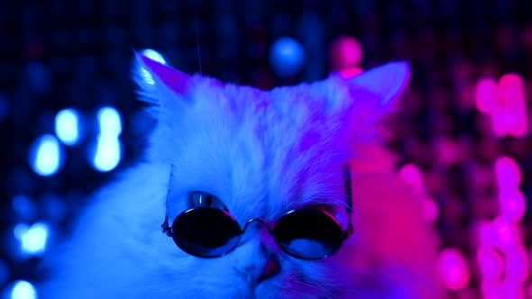 Portrait of White Fluffy Cat in Fashion Round Black Eyewear, Stock Footage