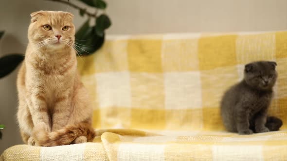Two cute short hair kitty and cat together on yellow sofa at home