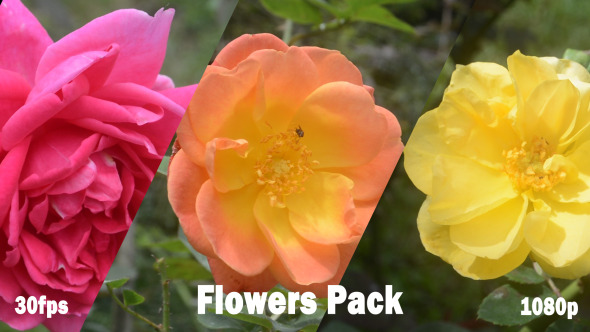 Flowers Pack