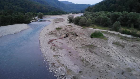 Aerial Flying Over Herd of Cows Grazing in a Pasture By the River