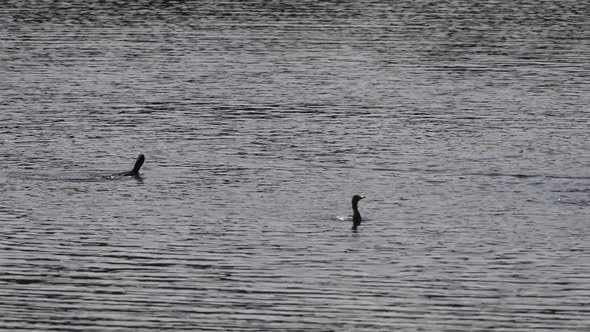 Cormorants Fishing in Super Slow Motion