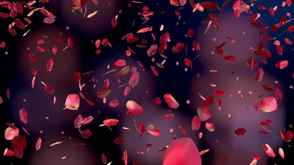 Red Rose Petals Falling on Beautiful Background