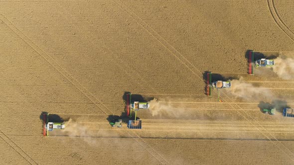 Combine Harvester Harvesting Wheat Crop In Field. Aerial Drone View From Above