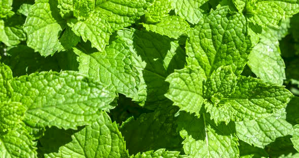 Mint leaves closeup, macro shot alt