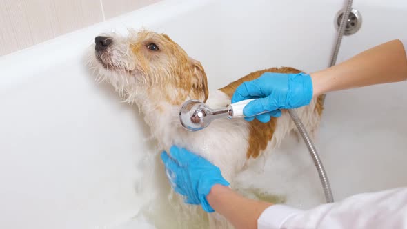 A girl washes a Jack Russell Terrier dog from a shower head in a white bath with foam alt
