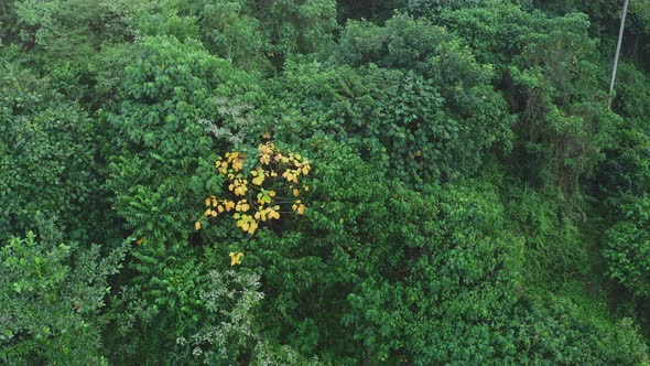 Flying Over a Green Rainforest and a Brightly Standing Tree with Yellow Leaves is Top View of