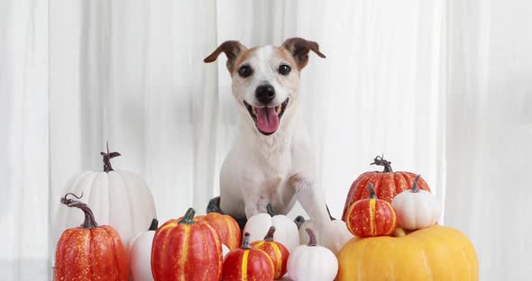 Cute Dog with Colorful Pumpkins alt