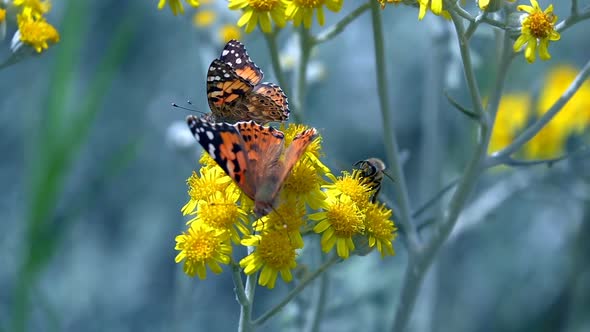 Butterfly Named Vanessa Cardui On Yellow Flowers  alt