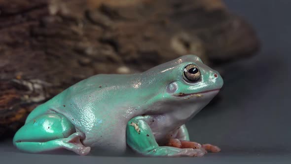 Australian Green Tree Frog Sitting Near Wooden Snag in Black Background. Close Up alt