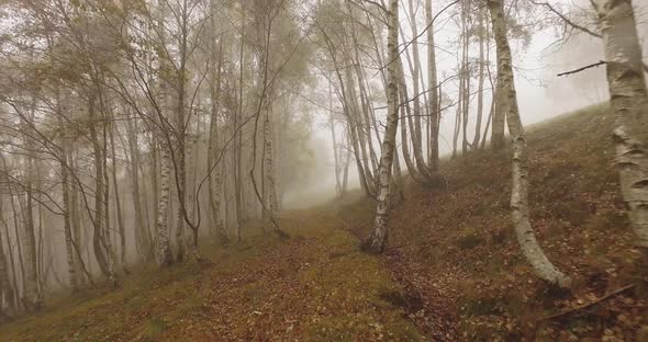 Walking Outdoor Thru Birch Trees in Woods Forest with Bad Weather Fog Overcast Day
