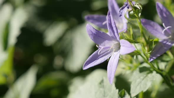 Shallow DOF of Campanula poscharskyana plant in the garden 4K 2160p 30fps ultraHD footage - Close-up alt