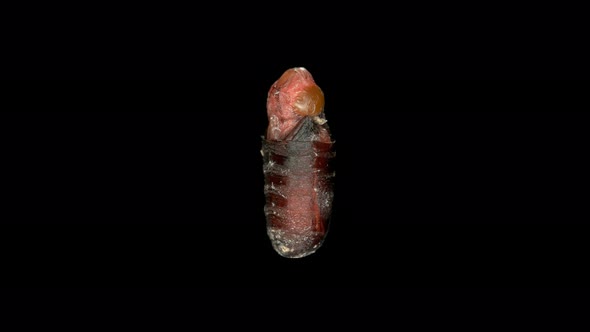 Fly Pupa in a Section Shows the Development of a Fly Larva Inside on One of the Stages alt
