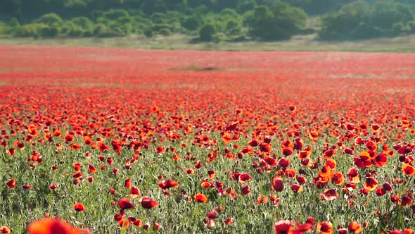 Field with Green Grass and Red Poppies Against the Sunset Sky alt