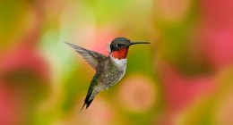 My Future Planned Purchases