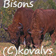 Two Bison in a Field - VideoHive Item for Sale