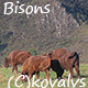 Bisons In The Field 3 - VideoHive Item for Sale