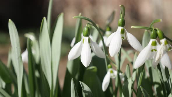 Early spring flower blossom  common snowdrop   close-up 4K 2160p 30fps UltraHD footage - White Galan alt