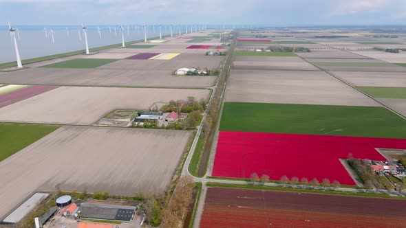 Tulip Field in The Netherlands Colorful Tulip Fields in Flevoland Noordoostpolder Holland Dutch alt