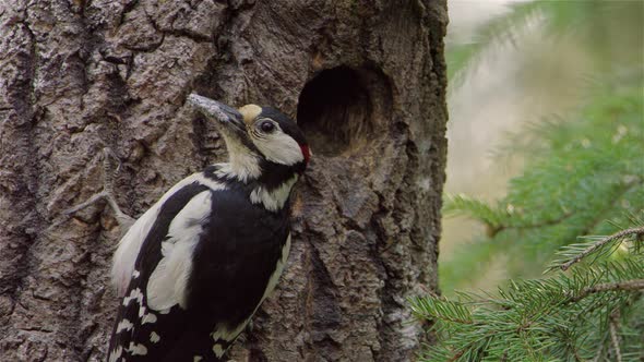 CLOSEUP, A male woodpecker bringing food for its hungry chick in the nest alt