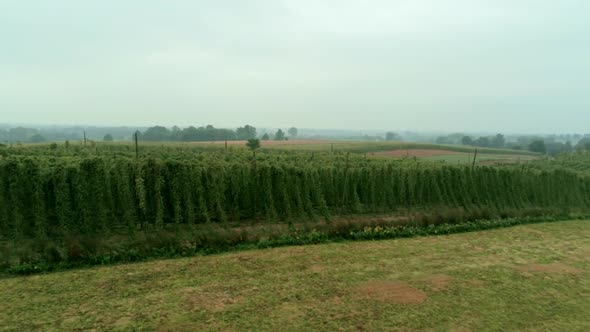 Aerial Agricultural Landscape with Humulus Hop Cultivation for Beer Brewing alt