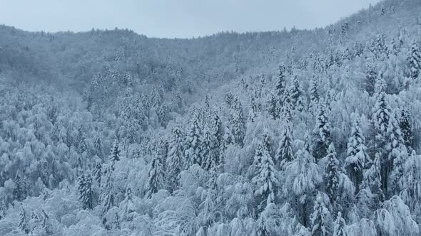 Aerial shot: spruce and pine winter forest completely covered by snow. alt