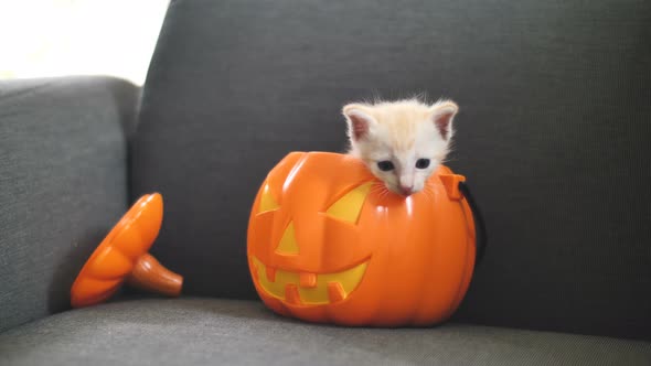 kitten pumpkin