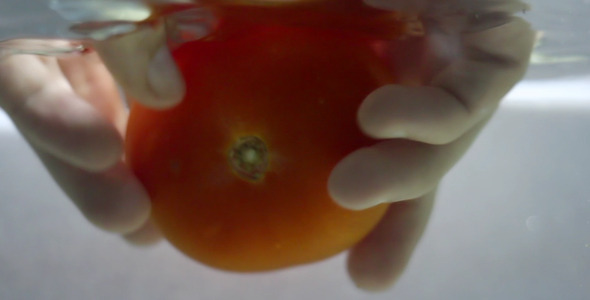 Washing a Tomato