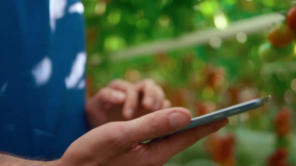 Farm Worker Closeup Checking Quality with Technological Device in Greenhouse alt