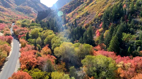Flying along road over tree tops in the Fall alt
