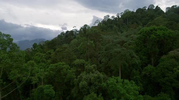 Tropical Rainforest Treetops Drone Shot