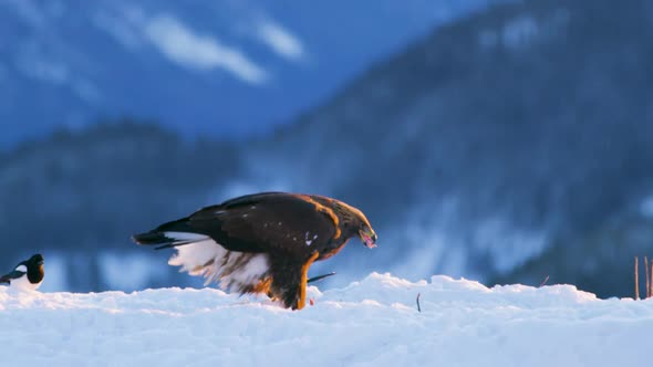 Golden Eagle Eats on a Dead Animal in the Mountains at Winter