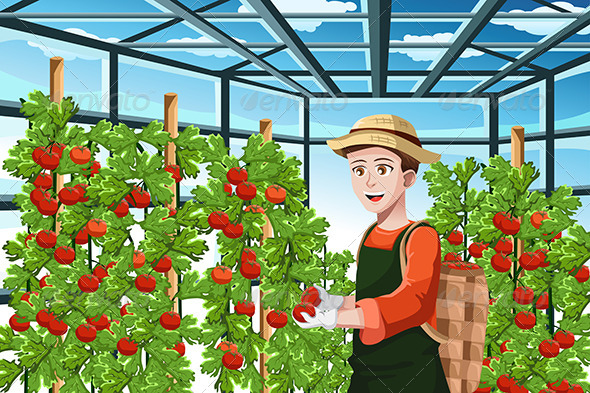 Farmer Harvesting Tomatoes - People Characters