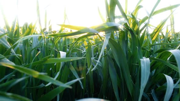 Green Young Wheat Field