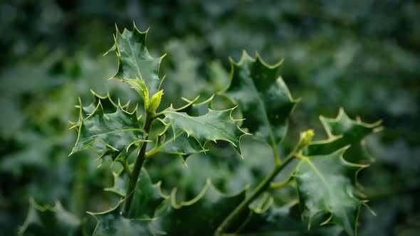 Holly Tree Buds Closeup, Stock Footage | VideoHive