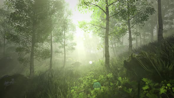 Forest in the Morning looped 4K