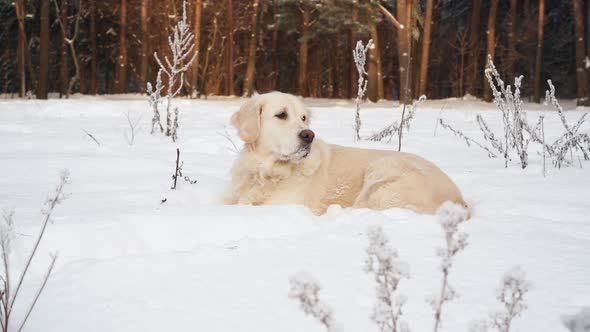 Pets in Nature - a Beautiful Golden Retriever Sits in a Winter Snow-covered Forest