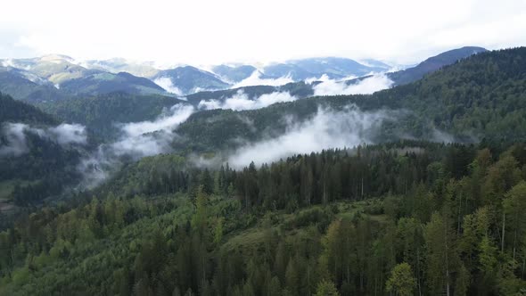 Ukraine, Carpathian Mountains: Beautiful Mountain Forest Landscape. Aerial alt