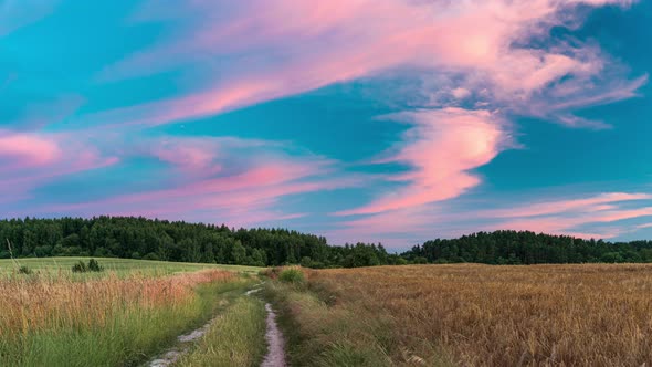 Country Road through Barley Field with Colorful Sky with Pink Clouds at Sunset