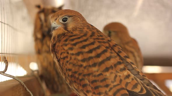 Hawk bird closeup