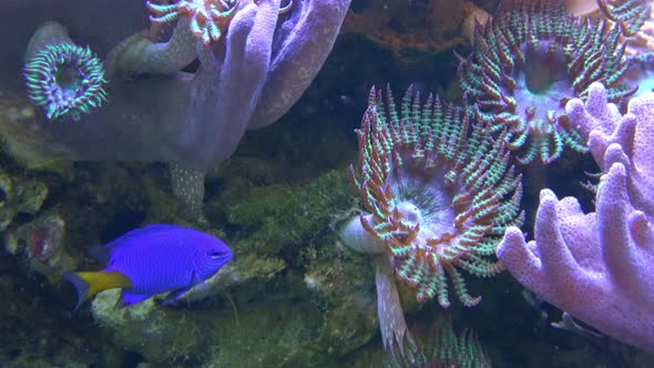 Yellowtail damselfish (Chrysiptera parasema). Popular saltwater aquarium fish 