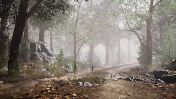 Summer Forest with Deep Fog alt