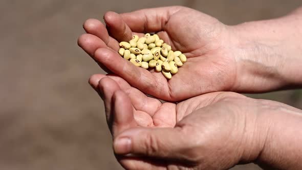 Closeup of unknown older woman's hands holding beans outdoor. seeds of beans are ready for planting.