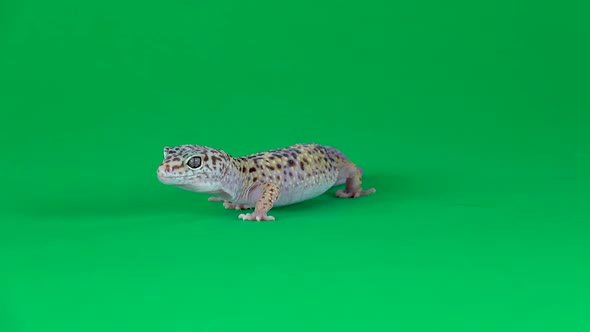 Yellow and Brown Spotted Leopard Gecko Eublefar Isolated at Green Screen. Close Up. alt