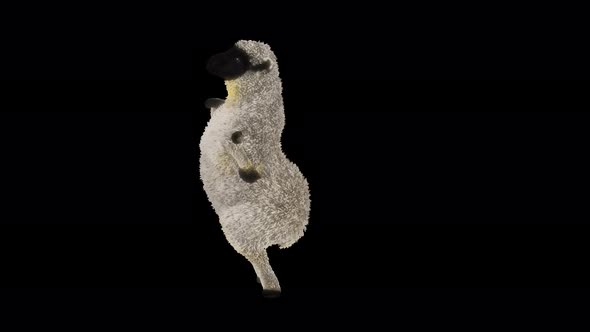 24 Sheep Dancing 4K alt
