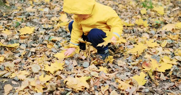Little Sweet Girl Collects Canadian Maple Leaves in the Autumn Forest